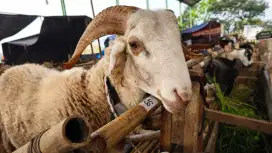 DOMBA QURBAN 2 JT AN, 100% GARANSI