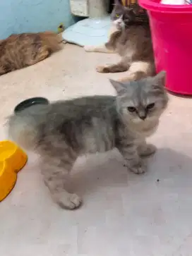 Kitten persia jantan