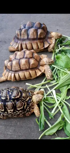 2 Sulcata  + 1 Pardalis dewasa Jual Cepat