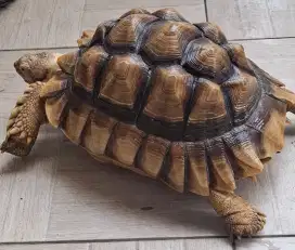 2 Sulcata  + 1 Pardalis dewasa Jual Cepat
