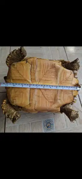 2 Sulcata  + 1 Pardalis dewasa Jual Cepat