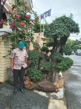 Bonsai beringin taman