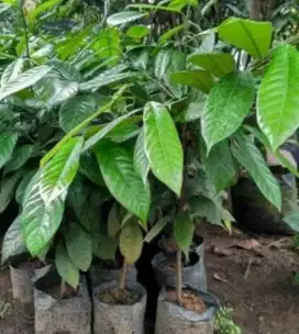 Bibit pohon pala