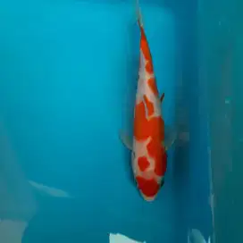 Ikan Koi kohaku Ikan Hias
