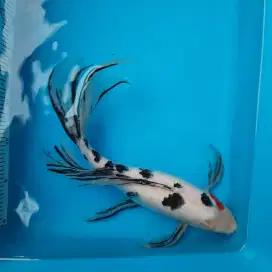 Ikan Koi Kumpay Ikan Hias Slayer