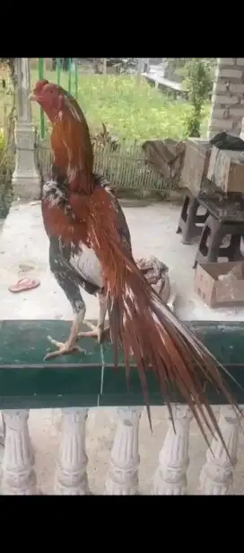Ayam ekor lidi super