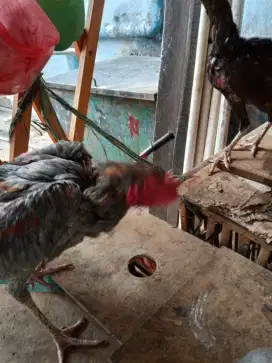 Sepasang ayam Birma telor biru