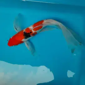Ikan Koi Slayer Ikan hias