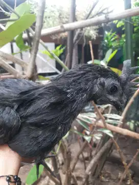 AYAM CEMANI JANTAN REMAJA LIDAH ABU
