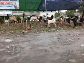 Jual kambing qurban