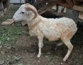 domba jantan 27-28kiloan siap domba qurban murmer ekonomisan rawatan