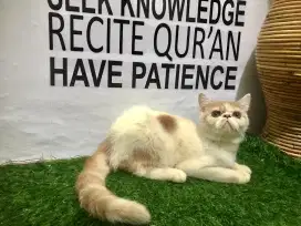 Kucing peaknose exsotic kitten 4 bulan jantan
