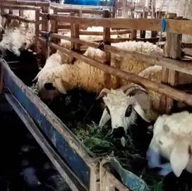 domba jantan 27-28 kiloan siap potong nazar aqiqahan sedekahan manteb