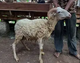 domba jantan 27-28kiloan siap domba kurban ekonomisan jamin murmer top