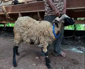 domba jantan 27-28kiloan siap domba kurban ekonomisan jamin murmer top