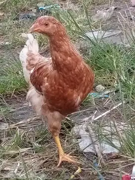 Ayam Petelur Umur 5 bulan