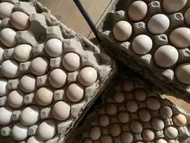 Telur Kampung Organik Omega 3