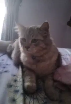 di jual peranakan kucing anggora persia jantan usia 6 bulan,2 ekor