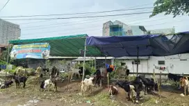 Jual Kambing Qurban