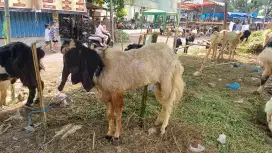 Kambing Qurban 2025
