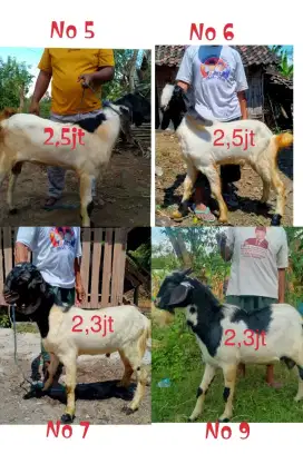 Kambing Qurban Sehat & Gemuk