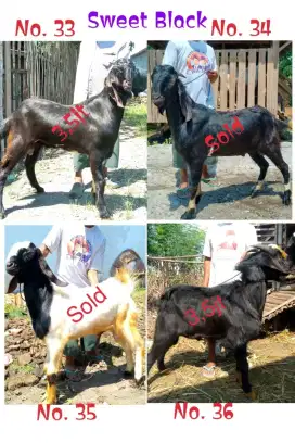 Kambing Qurban Sehat & Gemuk