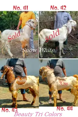 Kambing Qurban Sehat & Gemuk