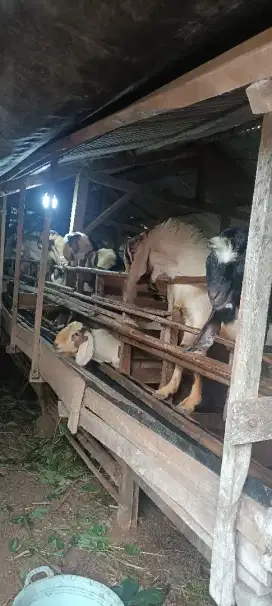 Al Anhar Farm jual Kambing kurban
