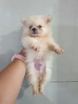 Minipom jantan siap dipinang