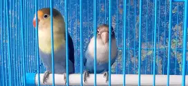 Burung lovebird