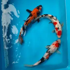 Ikan Hias koi Ikan Koi