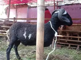 Jual domba qurban sawargi cimahi
