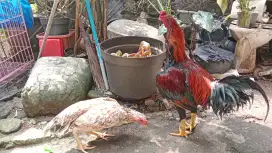 Ayam kampung dan Kate sepasang