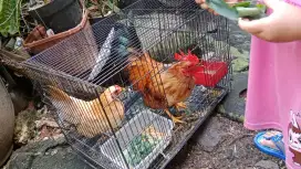 Ayam Kate Sepasang