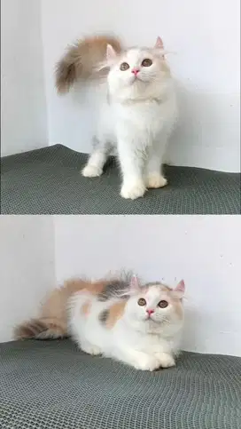 Kitten betina munchkin bsh kinkalow