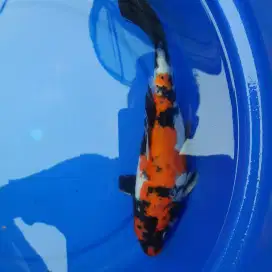 Ikan Koi Short Body Ikan Hias