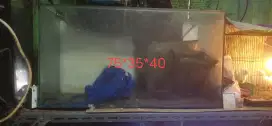 Tank aquarium background putih