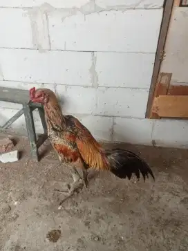 Ayam Pama ninja