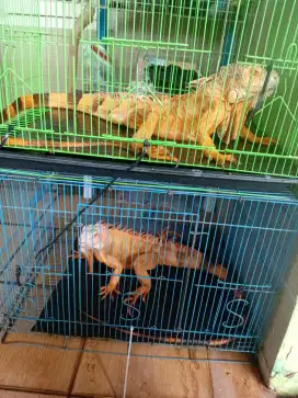 BISMILLAH, JUAL 2 RED  IGUANA JANTAN