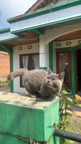Munchkin British Shorthair (BSH CEBOL)