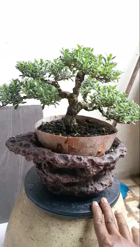 Bonsai santigi karang
