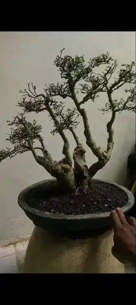 Bonsai serut raff