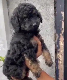 TOY POODLE PHANTOM JANTAN