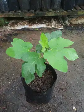 Bibit Tanaman Buah Tin