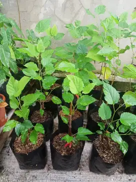 Bibit tanaman murbei