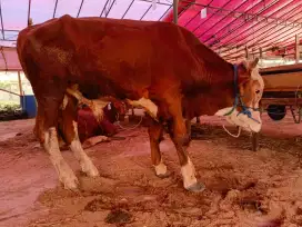 SAPI SIMENTAL HARGA 27 JUTA NEGO