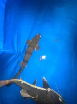 DIJUAL IKAN PALMAS ENDLICHERY JUMBO,PALMAS PREDATOR,IKAN PREDATOR