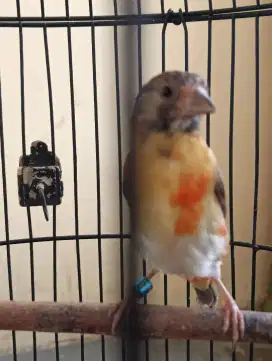 Siskin dilute gacor