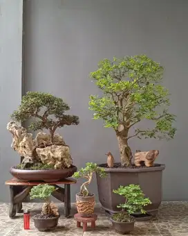 Borong murah bonsai hias ada 5 pot