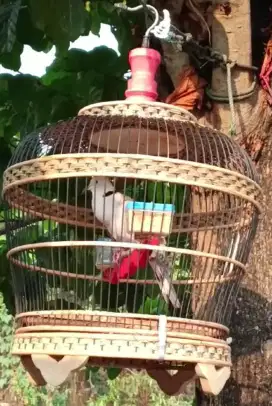 BURUNG PUTER GACOR (tidak termasuk kandang)